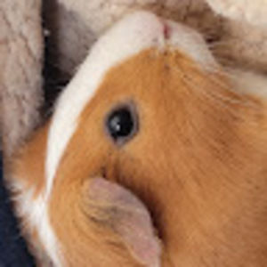 Meet your Posher, Cj